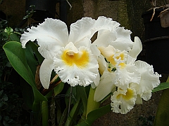 387 Longwood Gardens [2008 August 23]